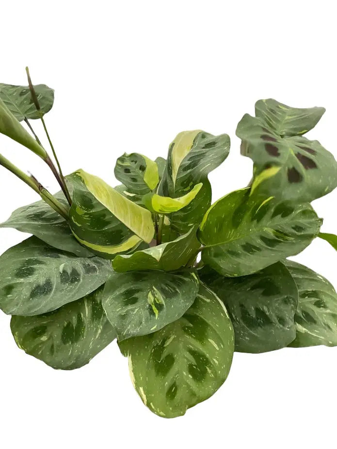 Maranta Kim Variegated HouseplantExperience.com