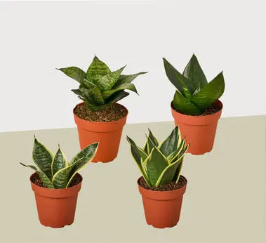 Mini Snake Combo (2, 3 or 4 Plants) HouseplantExperience.com