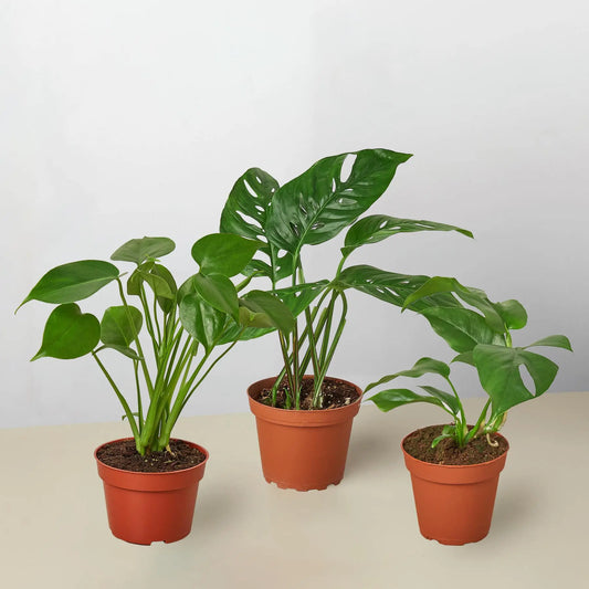 Monstera Combo  (3-Plants) HouseplantExperience.com