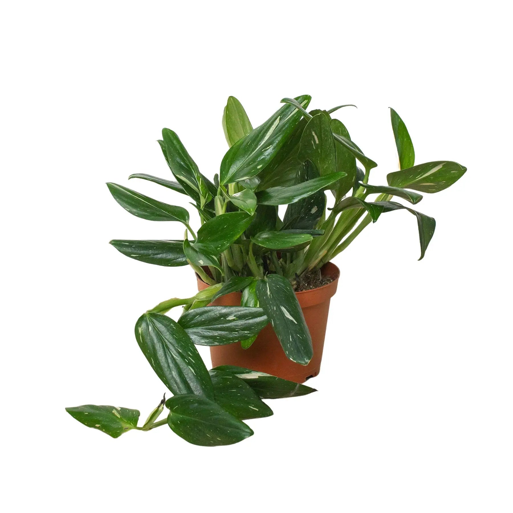 Monstera Standeleyana Variegated HouseplantExperience.com