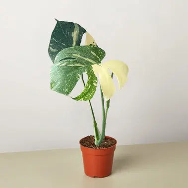Monstera Thai Constellation  **Very Rare** HouseplantExperience.com