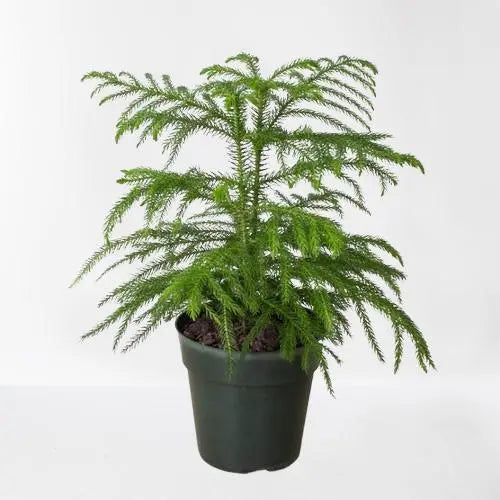 Norfolk Island Pine Tree HouseplantExperience.com