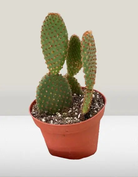 Opuntia Cactus Microdasys HouseplantExperience.com