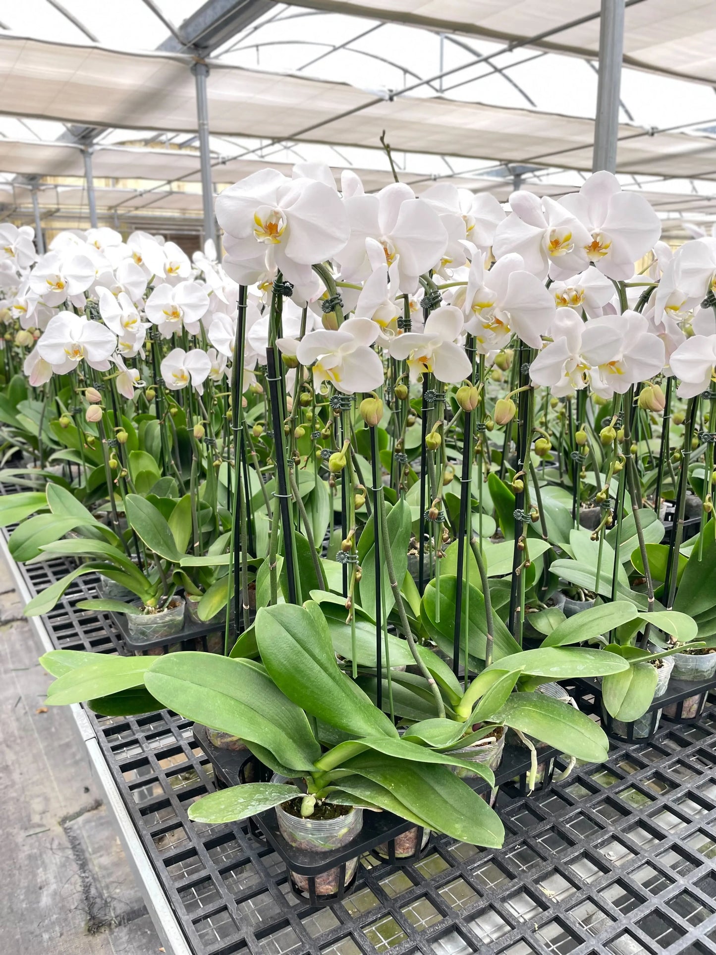 Orchid 'White Phalaenopsis' HouseplantExperience.com
