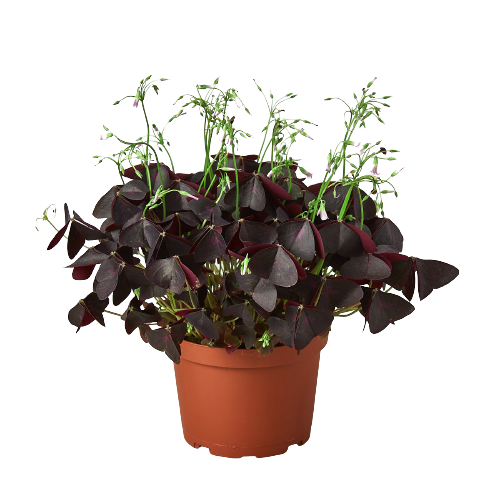 Oxalis Triangularis 'Purple Shamrock' HouseplantExperience.com