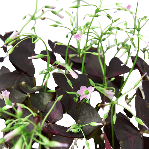 Oxalis Triangularis 'Purple Shamrock' HouseplantExperience.com