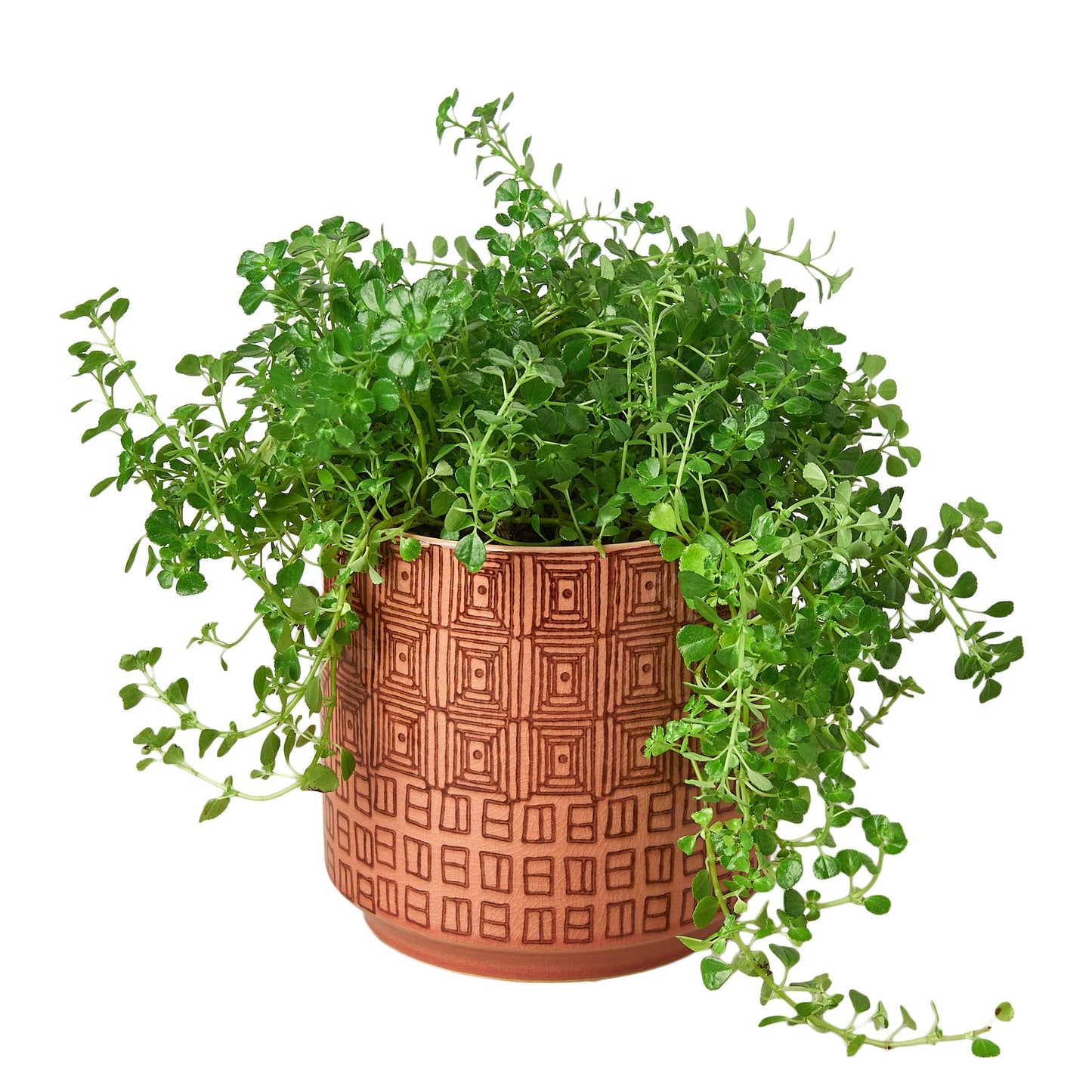 Pepe Planter - 7"
