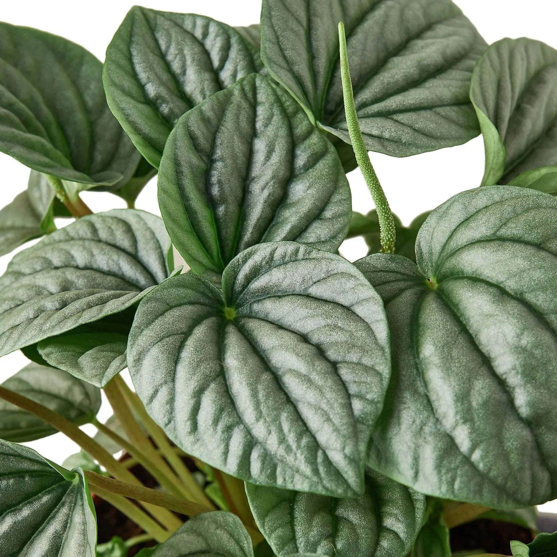 Peperomia Frost HouseplantExperience.com