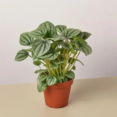 Peperomia Frost HouseplantExperience.com