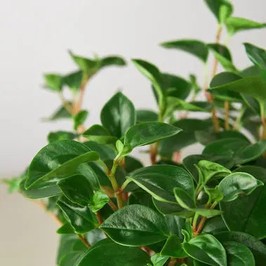 Peperomia Glabella HouseplantExperience.com