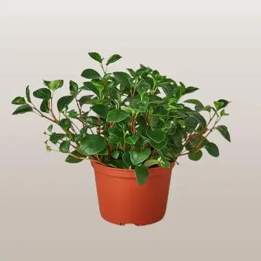 Peperomia Glabella HouseplantExperience.com