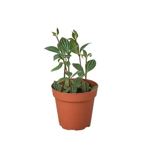 Peperomia Parallel HouseplantExperience.com