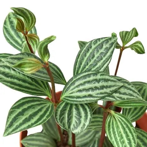 Peperomia Parallel HouseplantExperience.com