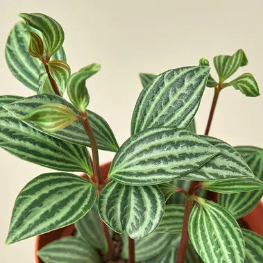 Peperomia Parallel HouseplantExperience.com