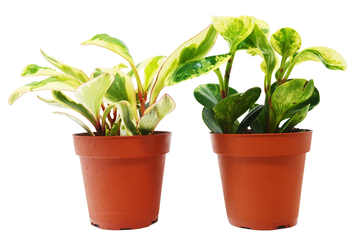 Peperomia Plant Combo (2 or 3 Plants) HouseplantExperience.com