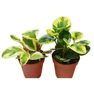 Peperomia Plant Combo (2 or 3 Plants) HouseplantExperience.com