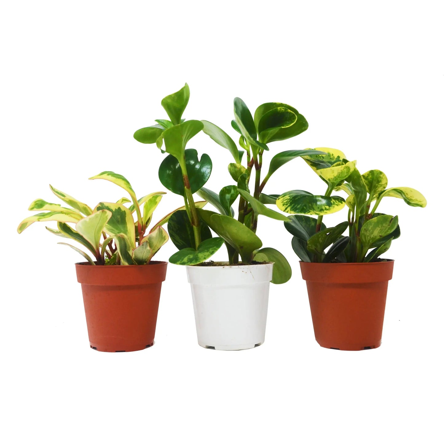 Peperomia Plant Combo (2 or 3 Plants) HouseplantExperience.com
