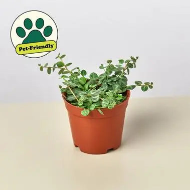 Peperomia Prostrata String of Turtles HouseplantExperience.com