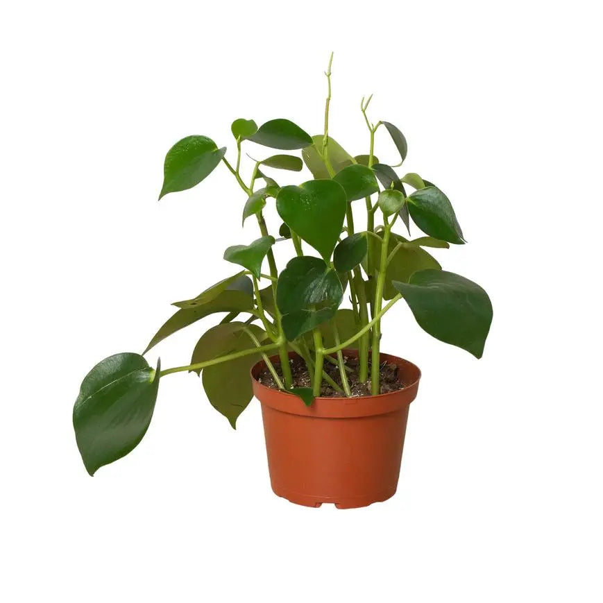 Peperomia Raindrop HouseplantExperience.com