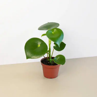 Peperomia Raindrop HouseplantExperience.com