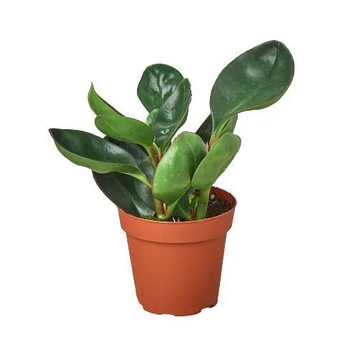 Peperomia Red Edge HouseplantExperience.com