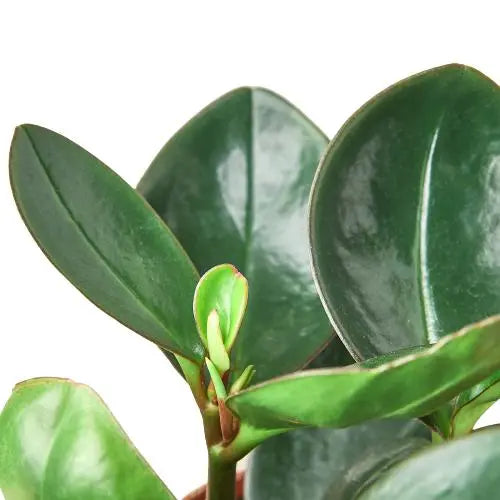 Peperomia Red Edge HouseplantExperience.com