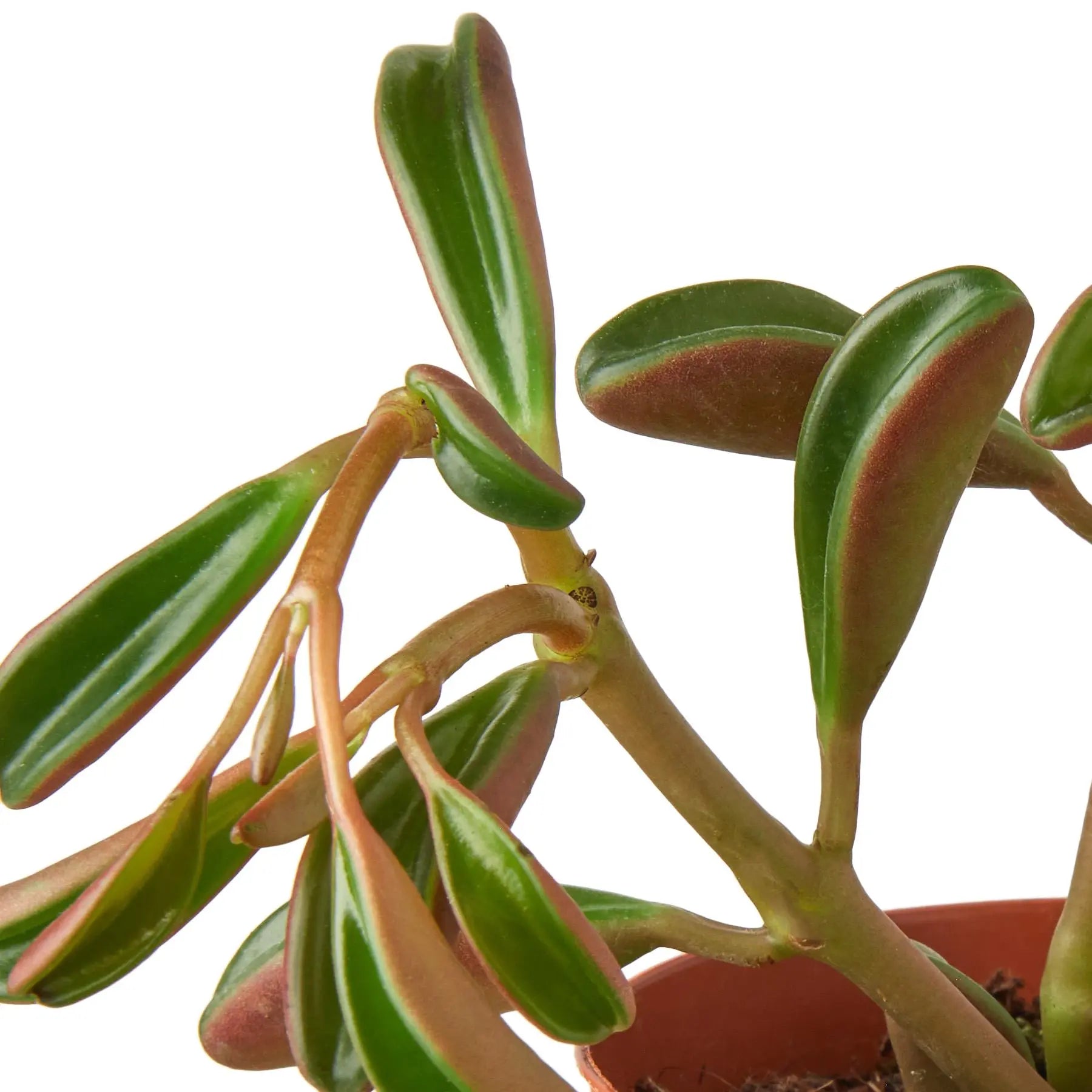 Peperomia Ruby Glow HouseplantExperience.com