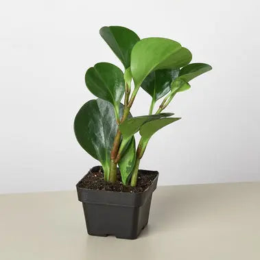 Peperomia Thailand HouseplantExperience.com