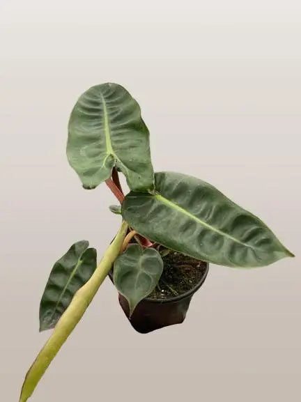 Philodendron Billietiae HouseplantExperience.com