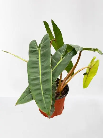 Philodendron Billietiae HouseplantExperience.com