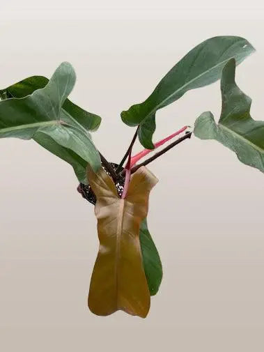 Philodendron Florida Bronze HouseplantExperience.com
