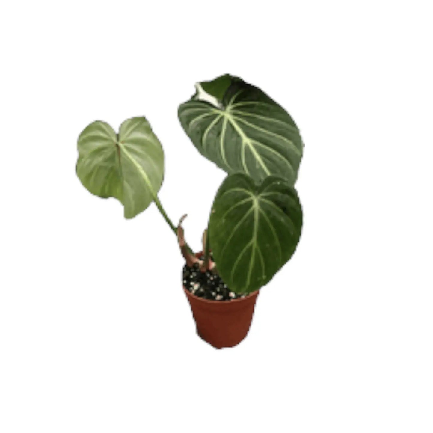 Philodendron Gloriosum Zebra HouseplantExperience.com