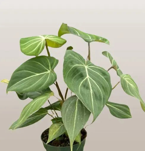 Philodendron Gloriosum Zebra HouseplantExperience.com