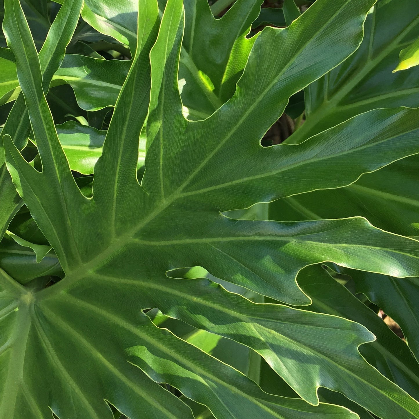 Philodendron Lickety Split (8 inch Pot) HouseplantExperience.com