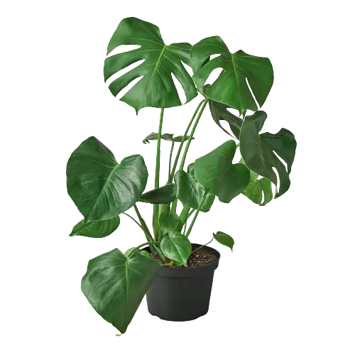 Philodendron Monstera Split-Leaf