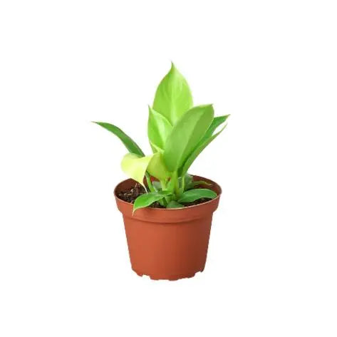 Philodendron Moonlight HouseplantExperience.com