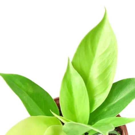 Philodendron Moonlight HouseplantExperience.com