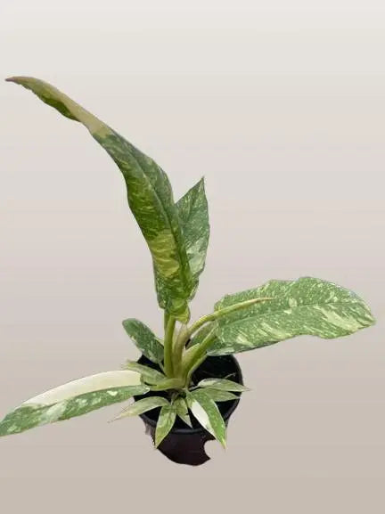 Philodendron Ring of Fire HouseplantExperience.com