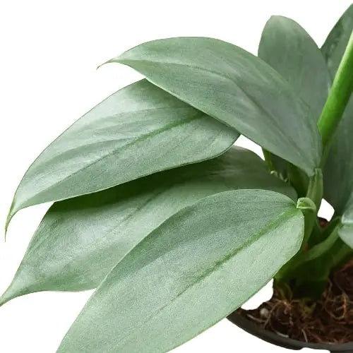 Philodendron Silver Sword HouseplantExperience.com