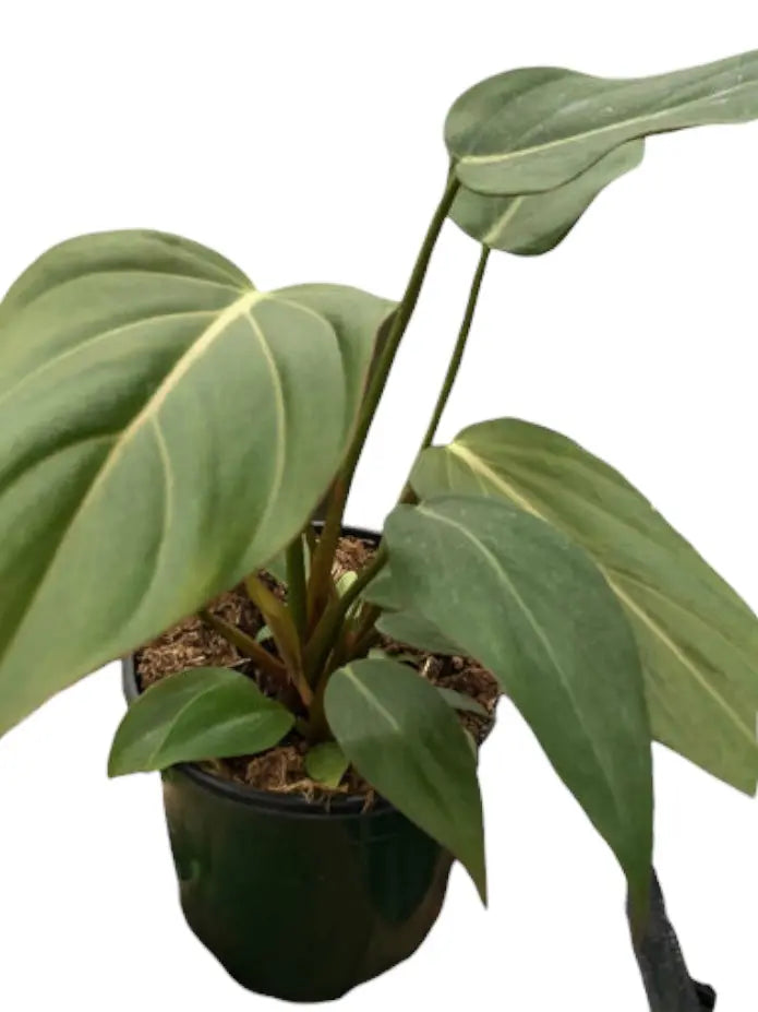 Philodendron Summer Glory HouseplantExperience.com
