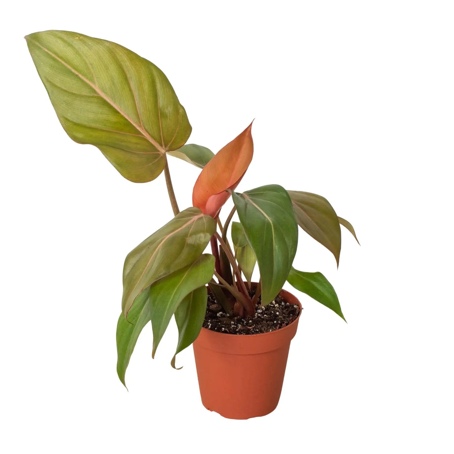 Philodendron Summer Glory HouseplantExperience.com