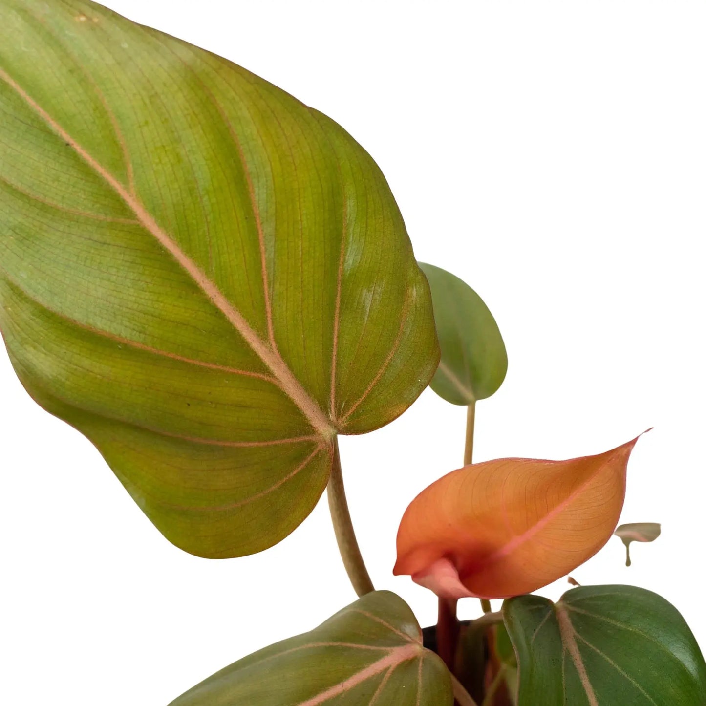 Philodendron Summer Glory HouseplantExperience.com