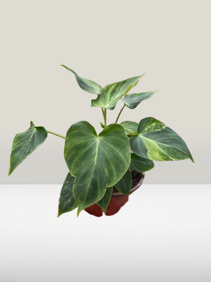 Philodendron Verrucosum HouseplantExperience.com