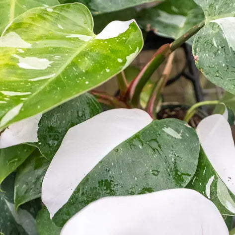 Philodendron White Princess **VERY RARE** HouseplantExperience.com