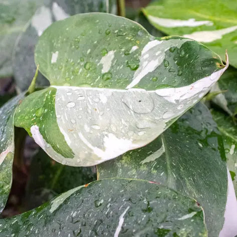 Philodendron White Princess **VERY RARE** HouseplantExperience.com
