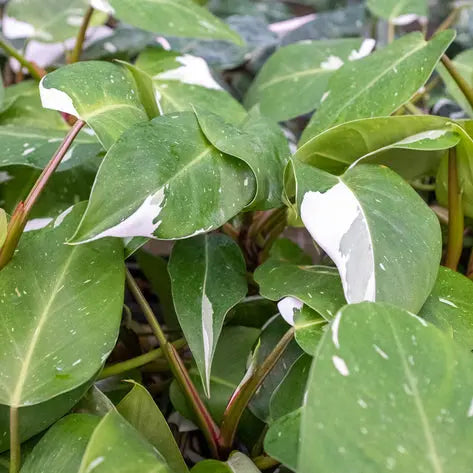 Philodendron White Princess **VERY RARE** HouseplantExperience.com
