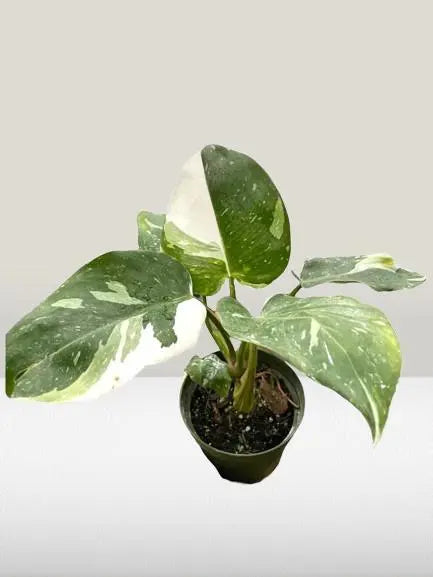 Philodendron White Princess **VERY RARE** HouseplantExperience.com