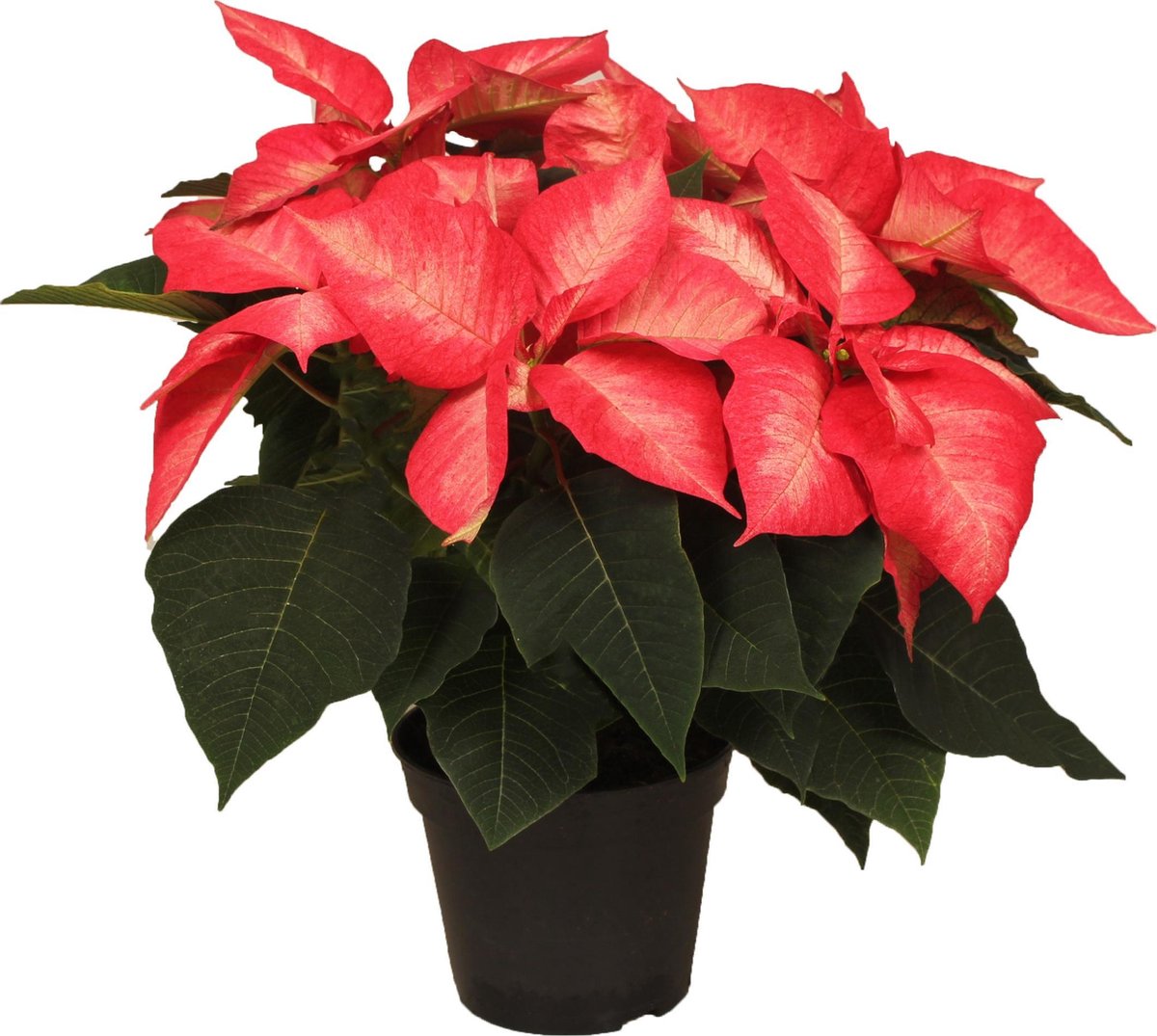 Poinsettia Ice Crystal HouseplantExperience.com