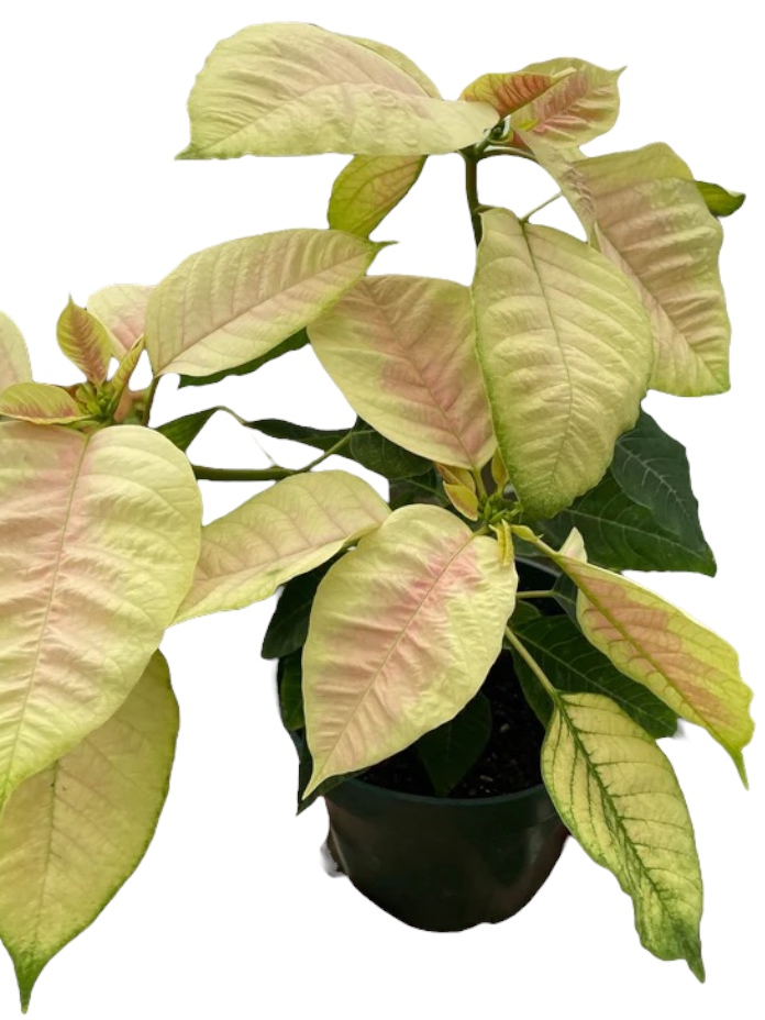 Poinsettia Marble HouseplantExperience.com