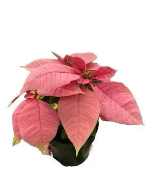 Poinsettia Pink HouseplantExperience.com